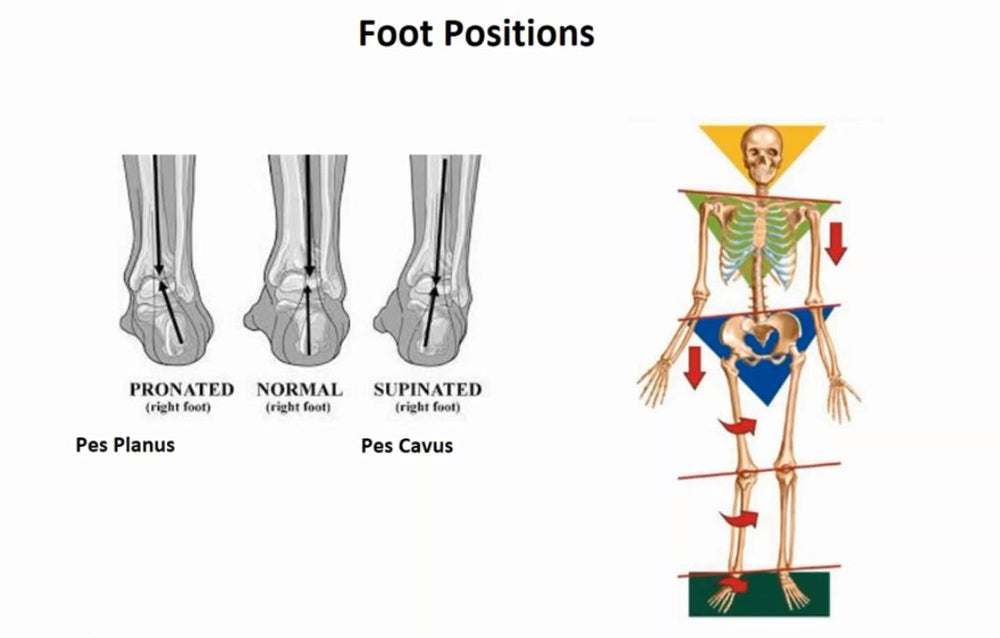 
                  
                    3 Course Scoliosis and Massage, Posture and Biomechanics, Initial Physical Assessment
                  
                